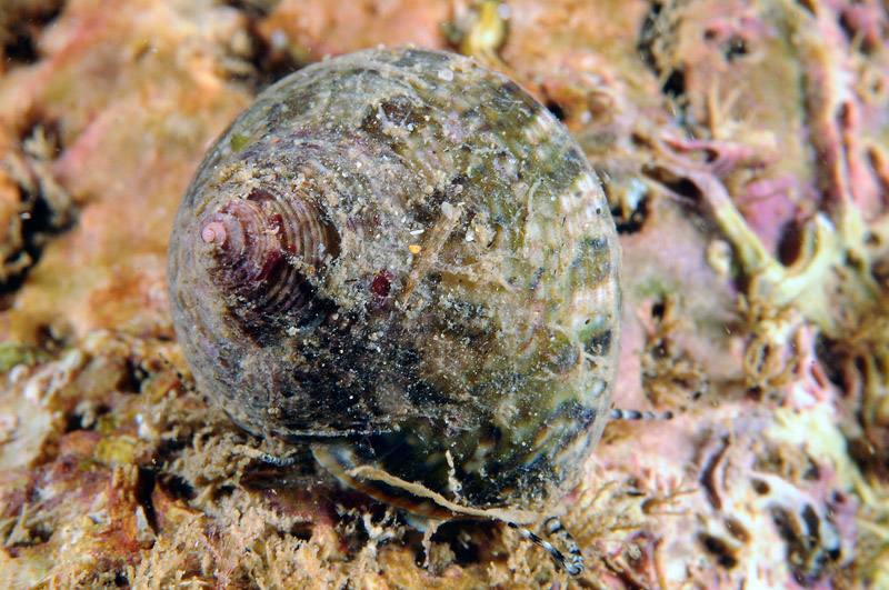 Gibbula